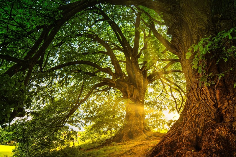 Enchanted Forest Clearing